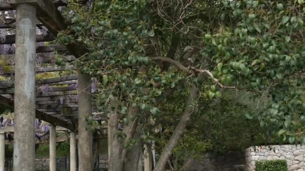 Wisteria de árboles con flores en Montenegro, el Adriático y el Balk — Vídeo de stock