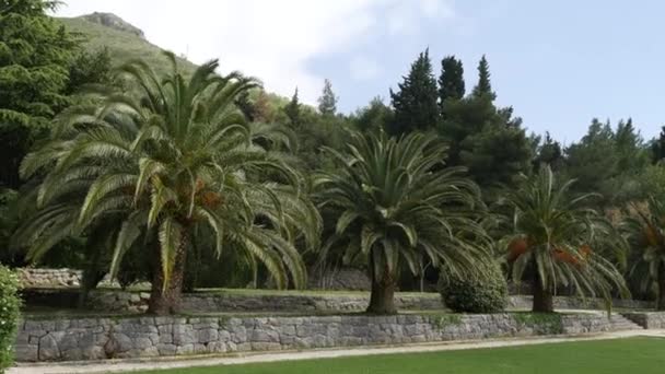 Palm tree top närbild på havet kusten bakgrund — Stockvideo