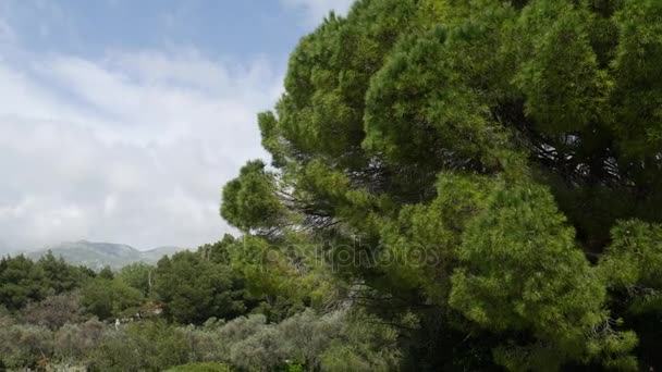 Grenar av pinjeträd i Montenegro — Stockvideo