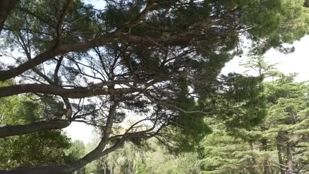 Zelená vrbové větve na stromech v lese — Stock video