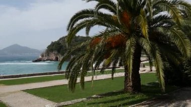 Palmiye ağacı en iyi portre deniz kıyısında arka plan üzerinde