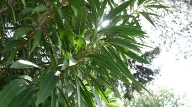 Beyaz zakkum çiçekleri yaprakları ile dalı. Çiçek ve bitki