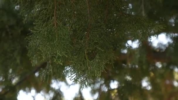 Les branches vertes du cyprès dans la forêt du Monténégro — Video