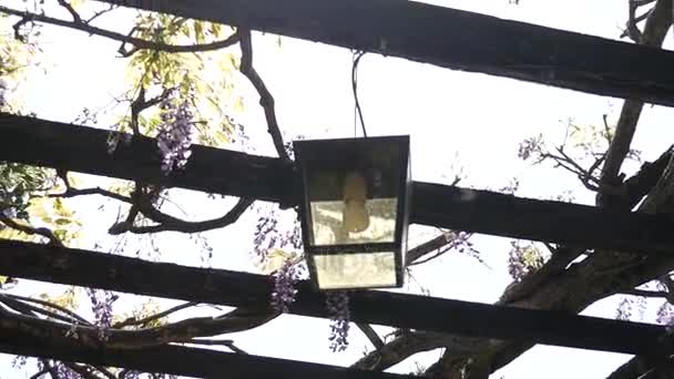 Vintage Lantern in blooming wisteria, Montenegro. — Stock Video