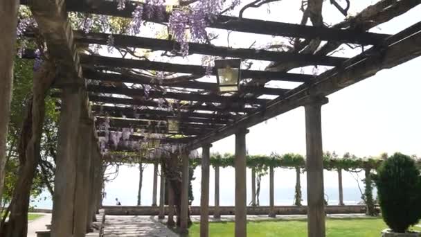 Vintage latarnia w kwitnący wisteria, Czarnogóra. — Wideo stockowe