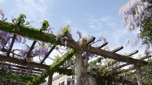 Kwitnące drzewo wisteria w Czarnogórze, Adriatyku i kłody — Wideo stockowe