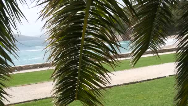 Een tak van een palm tree close-up — Stockvideo