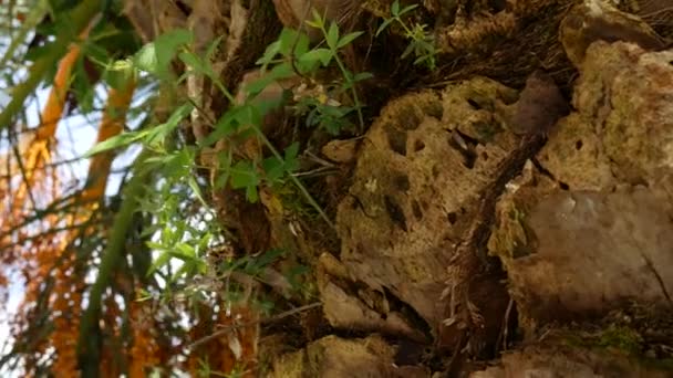 팜 나무의 껍질의 질감 — 비디오