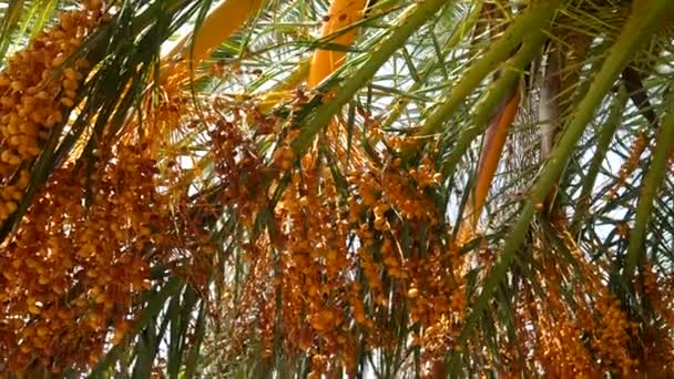 Date palm in Montenegro — Stock Video