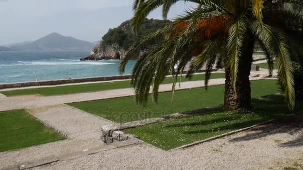 Palmera primer plano en el fondo de la costa del mar — Vídeos de Stock