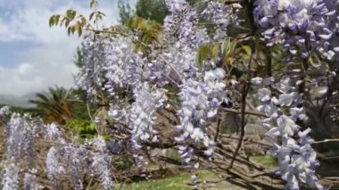 Çiçekli ağaç wisteria Karadağ, Adriyatik ve inat