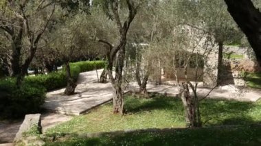 Zeytin bahçeleri ve bahçeleri Karadağ