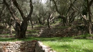 Zeytin bahçeleri ve bahçeleri Karadağ