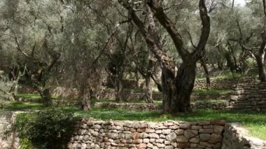 Zeytin bahçeleri ve bahçeleri Karadağ