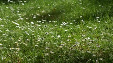 Yeşil çimenlerin üzerinde çiçek açan çiçekler papatya