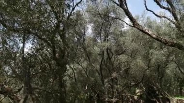 Zeytin bahçeleri ve bahçeleri Karadağ