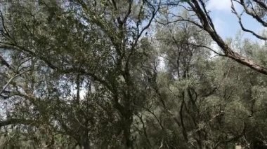 Zeytin bahçeleri ve bahçeleri Karadağ