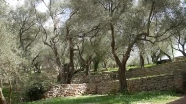 Zeytin bahçeleri ve bahçeleri Karadağ