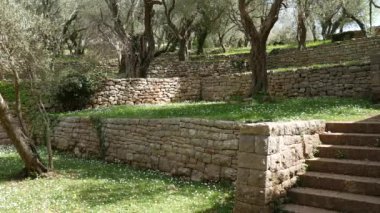 Zeytin bahçeleri ve bahçeleri Karadağ