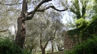Zeytin bahçeleri ve bahçeleri Karadağ