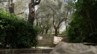 Zeytin bahçeleri ve bahçeleri Karadağ