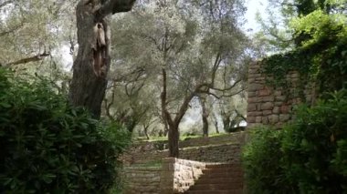 Zeytin bahçeleri ve bahçeleri Karadağ