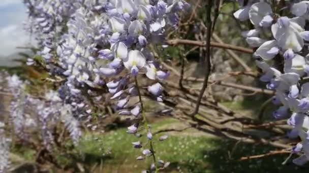 Wisteria de árboles con flores en Montenegro, el Adriático y el Balk — Vídeo de stock