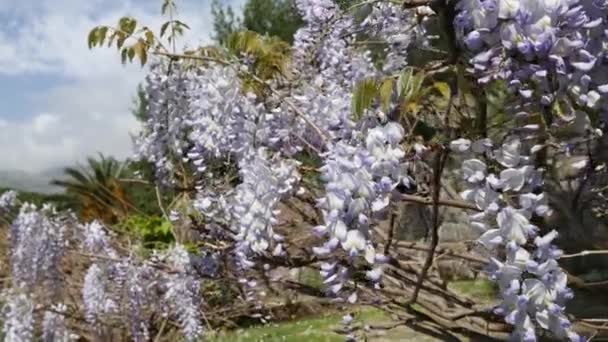 Çiçekli ağaç wisteria Karadağ, Adriyatik ve inat — Stok video