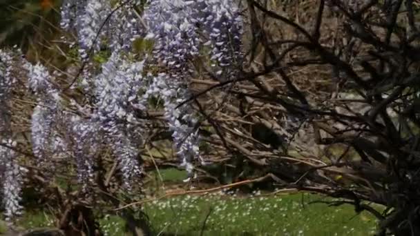 Kwitnące drzewo wisteria w Czarnogórze, Adriatyku i kłody — Wideo stockowe