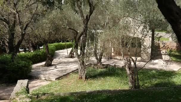 Olive groves en tuinen in Montenegro — Stockvideo