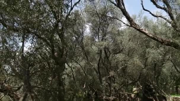 Olive groves and gardens in Montenegro — Stock Video