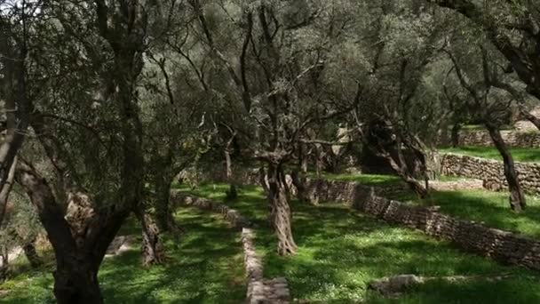 Olive groves and gardens in Montenegro — Stock Video