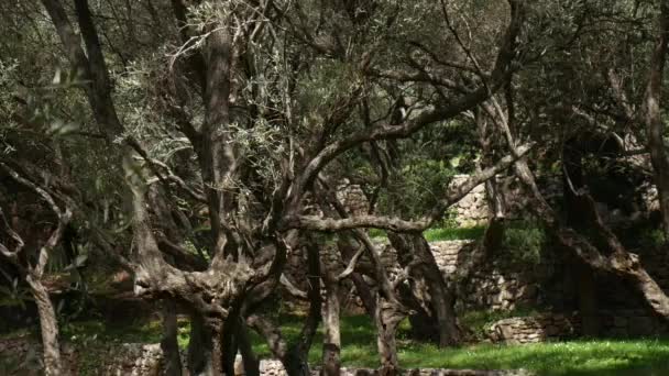 Olivenhaine und Gärten in Montenegro — Stockvideo