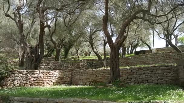 Olivos y jardines en Montenegro — Vídeo de stock