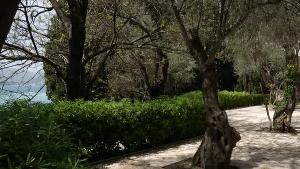 Olivos y jardines en Montenegro — Vídeos de Stock