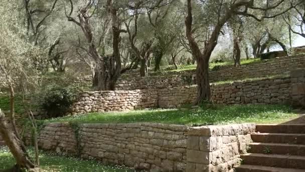 Olivlundar och trädgårdar i Montenegro — Stockvideo
