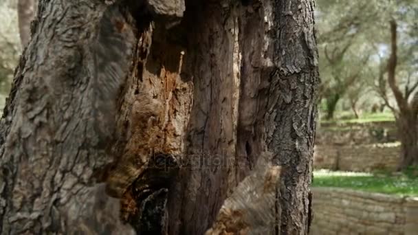 Close-up of the trunk of a tree of olives. Olive groves and gard — Stock Video