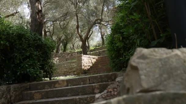 Olive groves en tuinen in Montenegro — Stockvideo