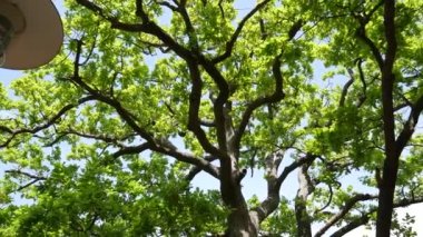 Yeşil meşe ağaç yaprakları. Summe bir ağaç üzerinde yeşil yeşillik