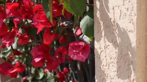 Bloeiende Bougainville bomen in Montenegro, de Balkan, de advertentie — Stockvideo