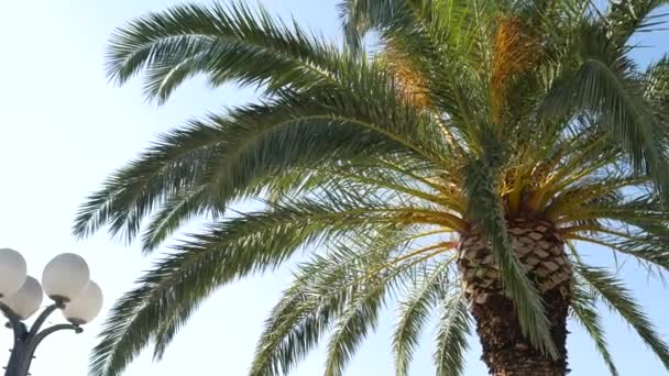 Palm tree top close-up op zee kust achtergrond — Stockvideo