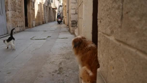 Chats dans la vieille ville de Budva, Kotor, Dubrovnik. Croatie et Mon — Video