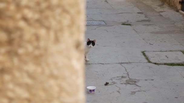 Gatos na cidade velha de Budva, Kotor, Dubrovnik. Croácia e Mon — Vídeo de Stock