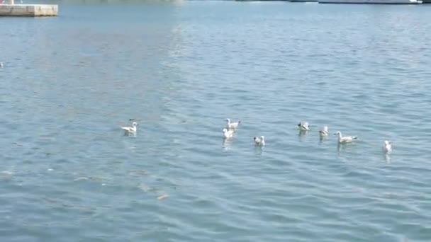 En flock måsar flyter på vattnet — Stockvideo