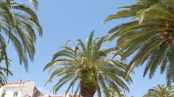 在克罗地亚的斯普利特滨水区的棕榈树 — 图库视频影像
