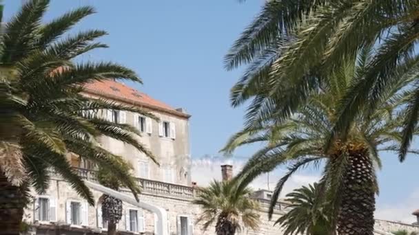 Palm trees on the waterfront in Split in Croatia — Stock Video