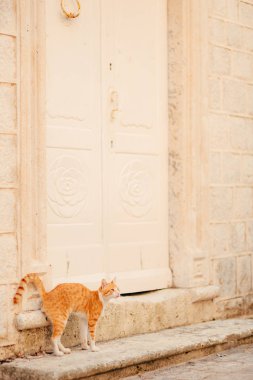 Dubrovnik'in tarihi şehir Budva, Kotor, Kedilerde. Hırvatistan ve Karadağ.