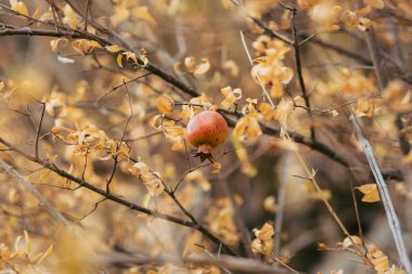 Kırmızı olgun nar ağacı üzerinde. Montenegr nar ağaçları