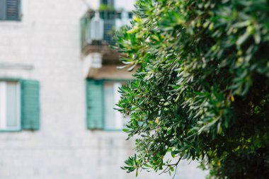 Çalılar ve ağaçlar Karadağ'ın Pittosporum. Peyzaj tasarım o