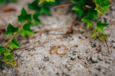 Alyans Ivy üzerinde